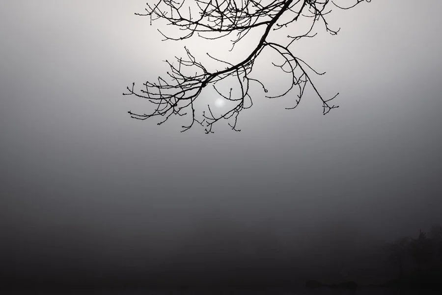 S Lawhorne Photography | Duck+Cove-Sun+Through+Branch+in-fog-wickford.jpg