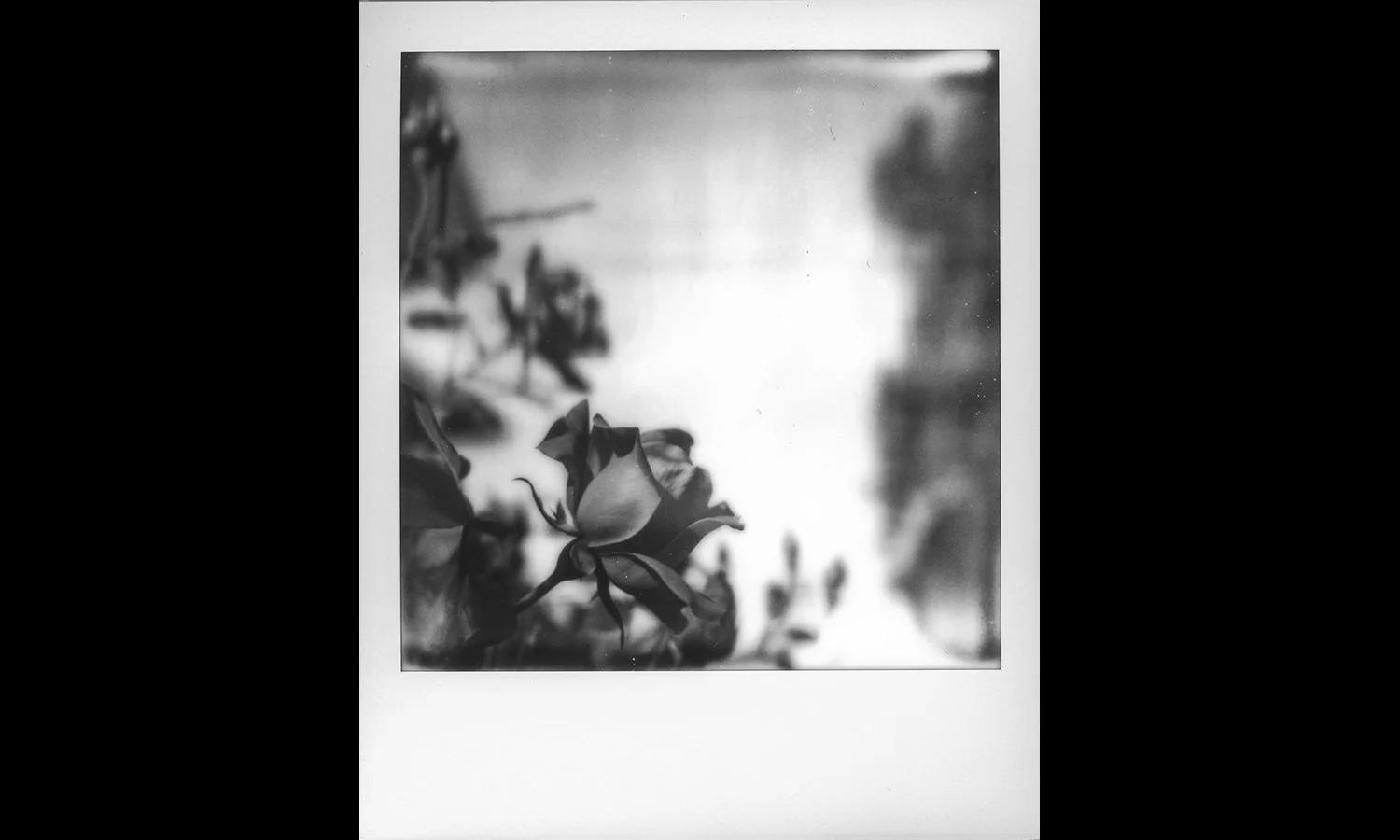 Bouquet Poem II • Original Polaroid