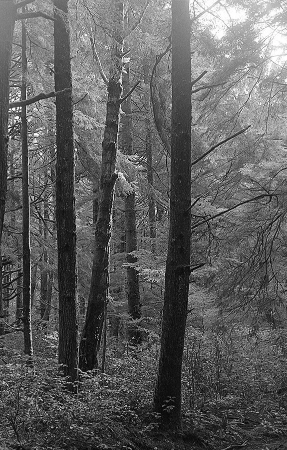 S Lawhorne Photography - Olympic Forest.jpg