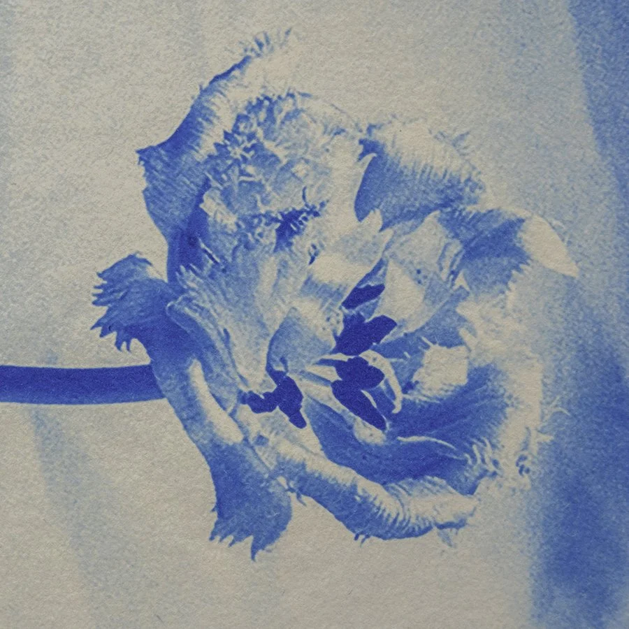 S Lawhorne Photography - Crispa Tulip Detail.jpg