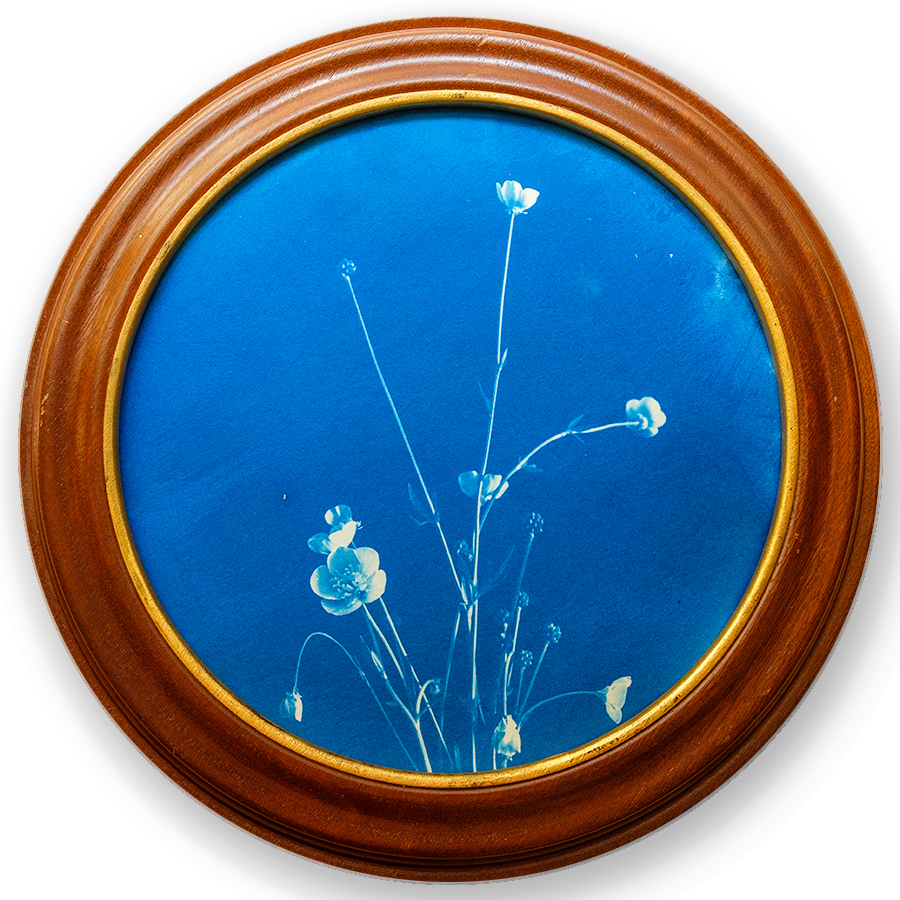 S Lawhorne Photography - Buttercup Framed transparent.png