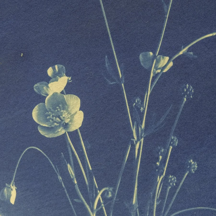 S Lawhorne Photography - Buttercup Detail.jpg