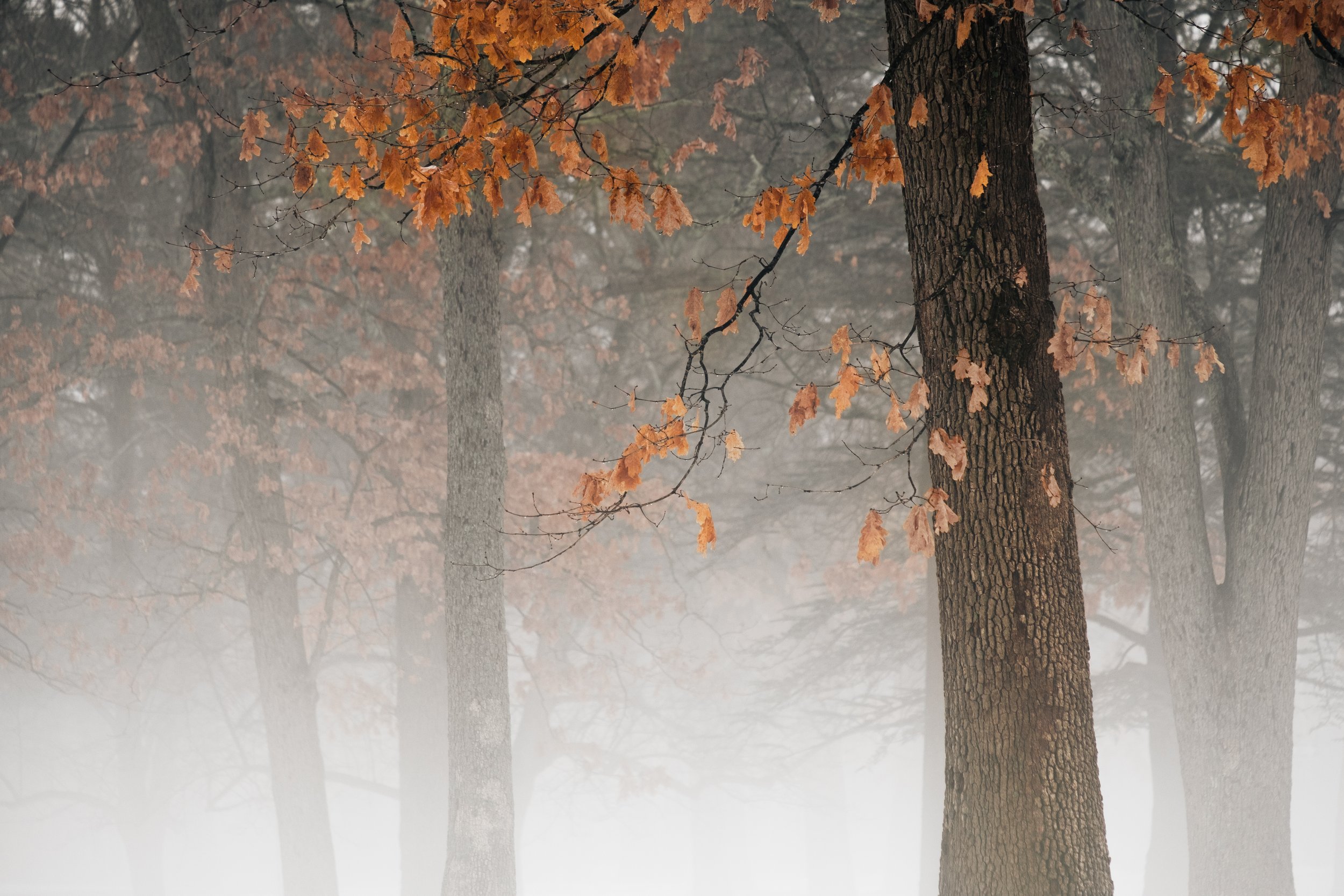 A blanket of fog hangs over a freshly fallen snow in this photograph of a tree with orange leaves.