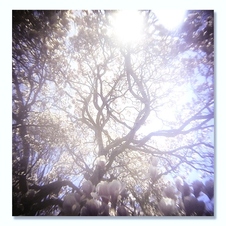 Magnolia • Limited Edition Print