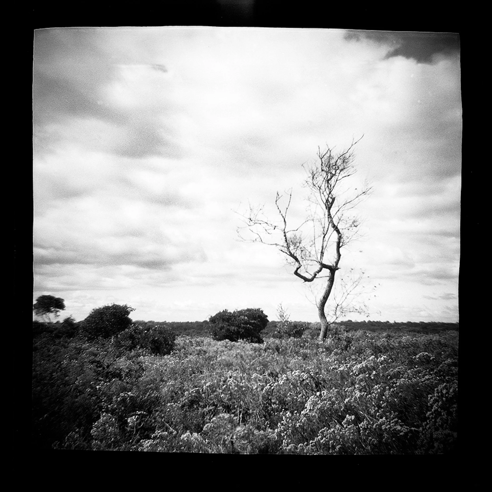Test Rolls: Diana 120 Camera Review