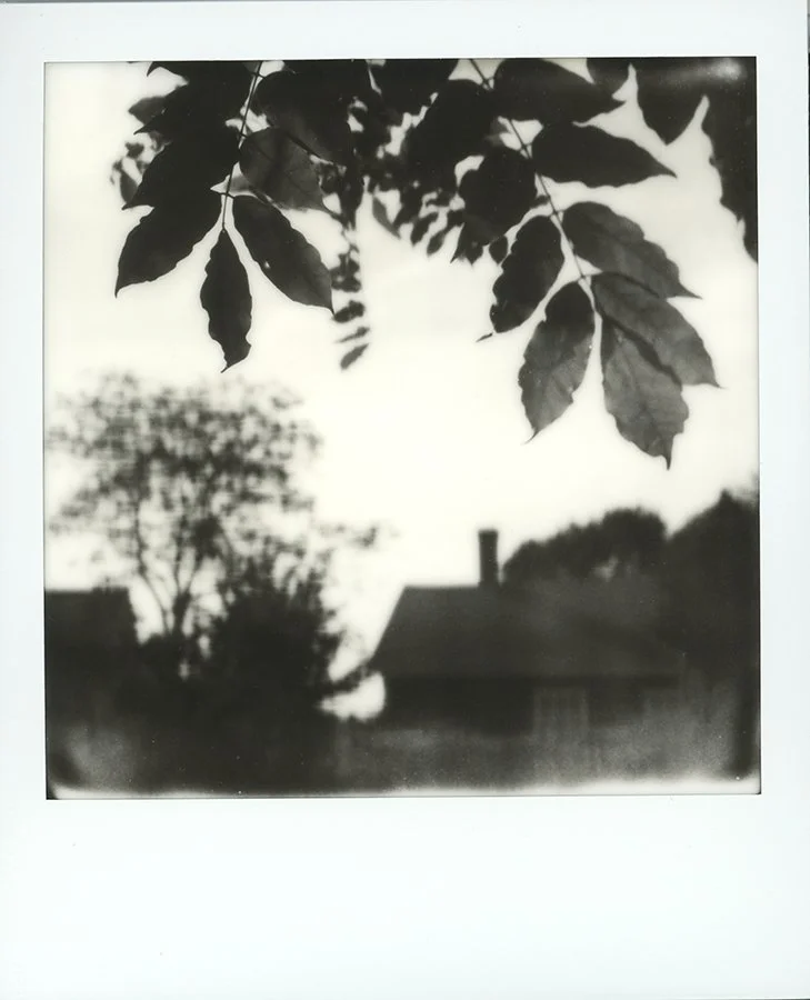 S Lawhorne Photography | house-and-tree-branch.jpg