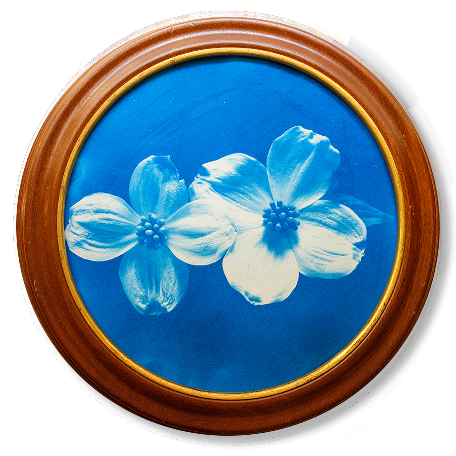 S Lawhorne Photography - Dogwood Framed transparent.png