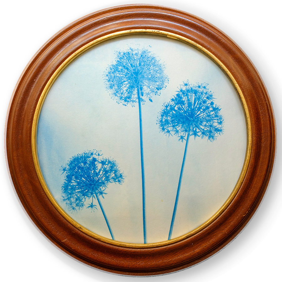 S Lawhorne Photography - Allium Framed transparent.png