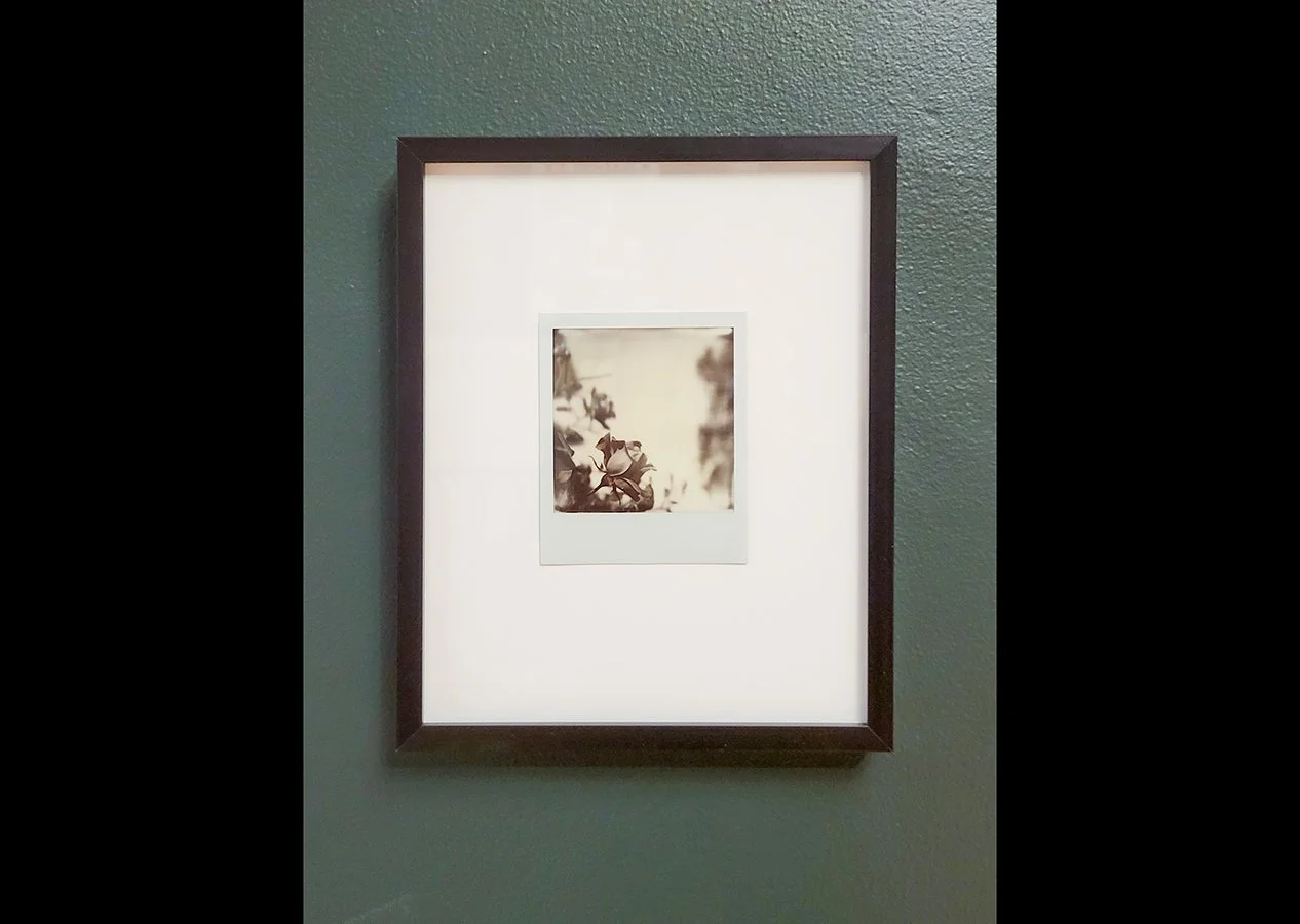 rose-garden-polaroid-framed-wall.jpg