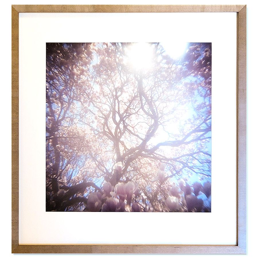 S Lawhorne Photography - Magnolia Framedtransparent.png