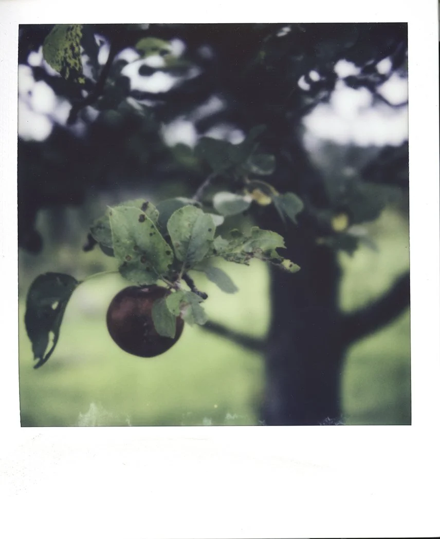 S Lawhorne Photography | apple-in-the-orchard-polaroid-sx70.jpg