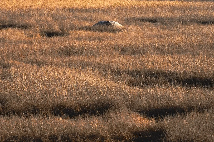 a rock sits among golden grasses in the marshland of Barn Island Wildlife Management Area