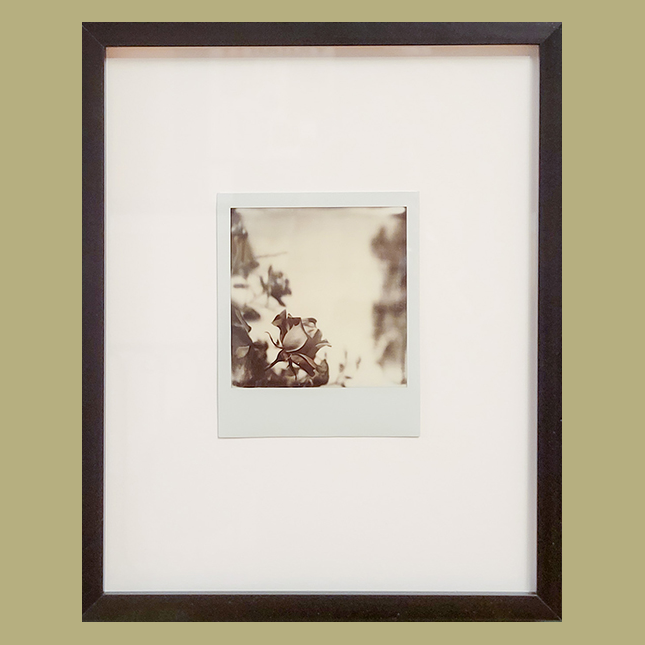 S Lawhorne Photography - bouquet ii framed.png