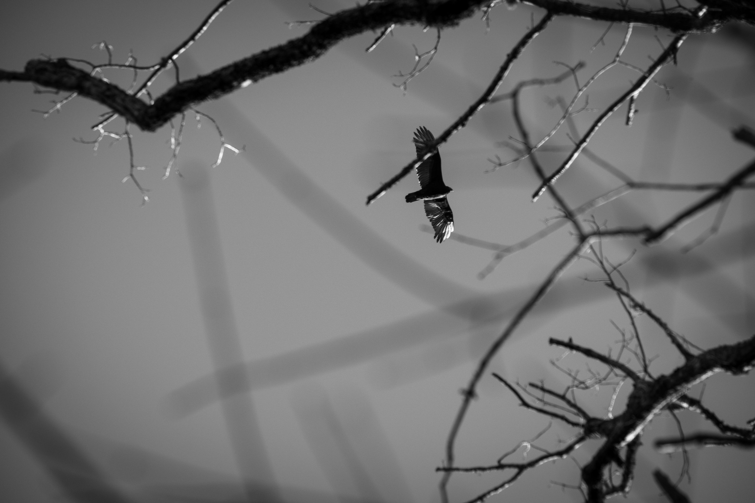 “You know that one can fly with wings: you have not yet learned about flying without wings. You are familiar with the wisdom of those who know, but you have not yet learned the wisdom of those who know not.” • Chuang-Tzu, "The Fasting of the Heart"