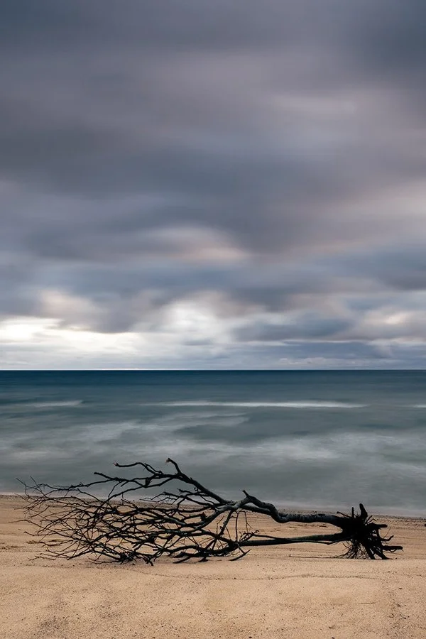 S Lawhorne Photography | newcomb-hollow-cape-code-driftwood-tree on beach.jpg