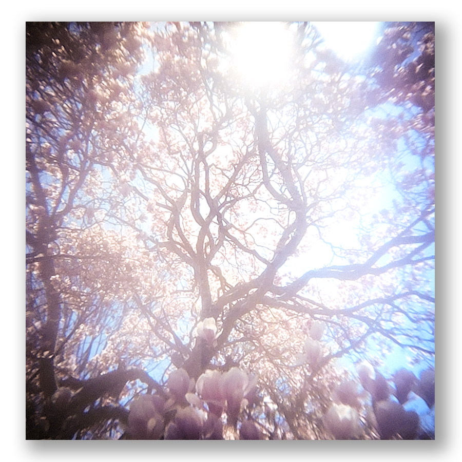 S Lawhorne Photography - Magnolia Phototransparent.png