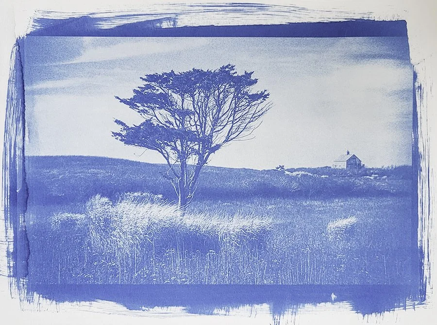 S Lawhorne Photography | cyanotype-tree-block-island-lewis-dickens-farm.jpg