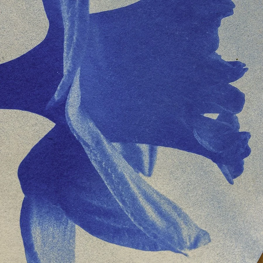 S Lawhorne Photography - Daffodil Detail.jpg