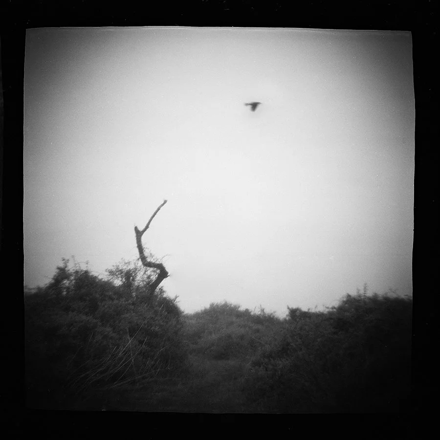S Lawhorne Photography | bird-flying-fog-tree.jpg