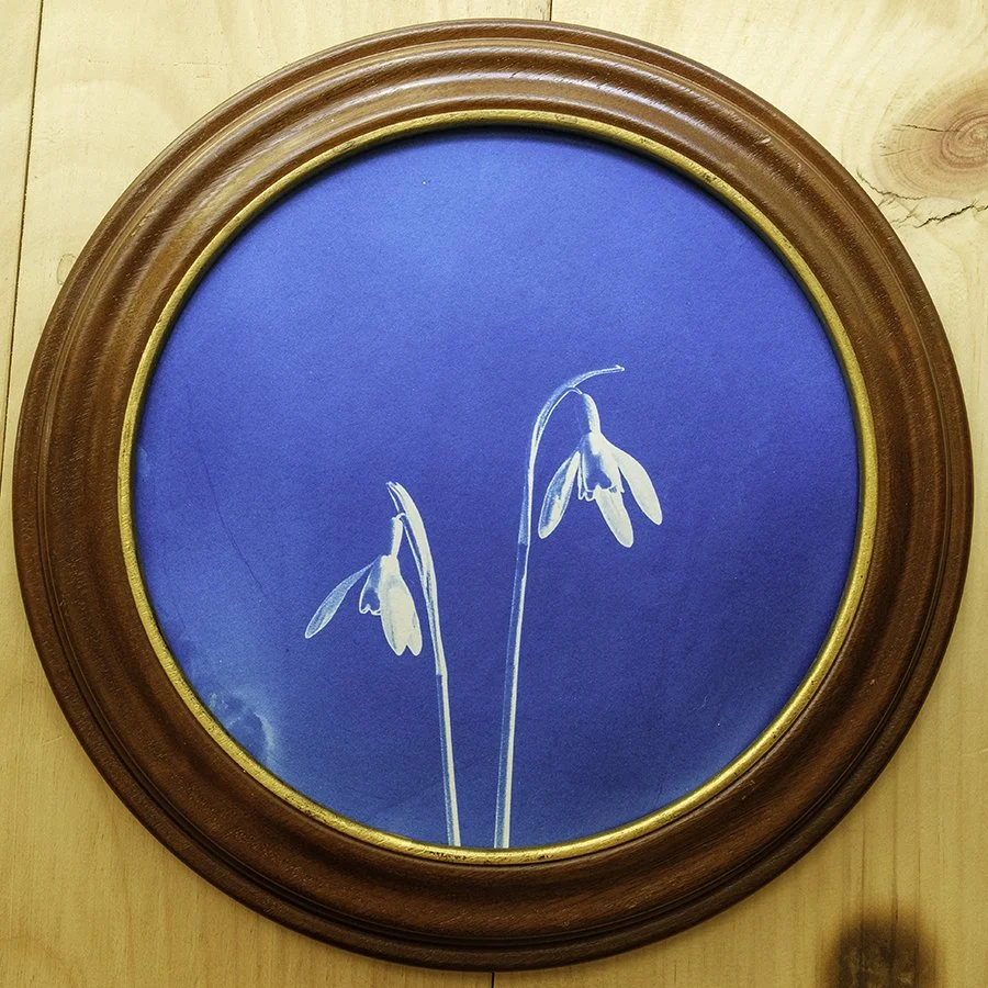 S Lawhorne Photography - Snowdrop Framed.jpg