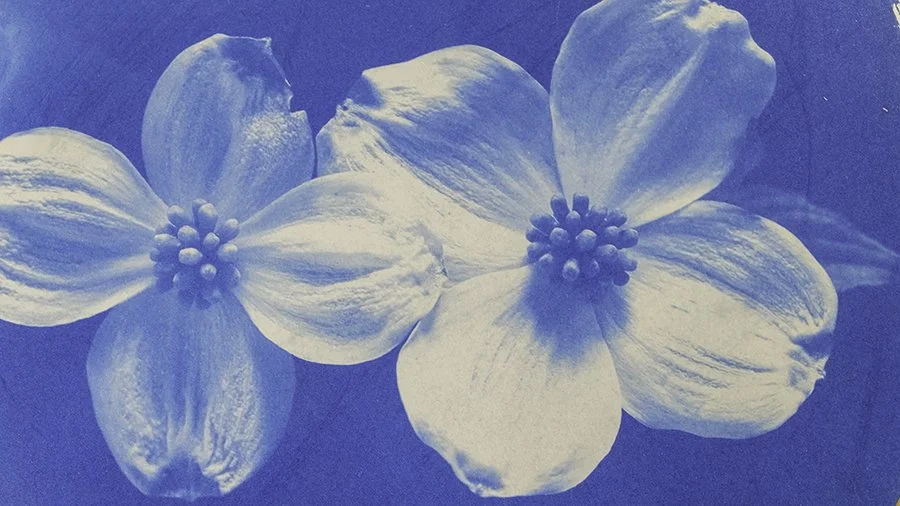 S Lawhorne PHotography - Floral Collection Dogwood Cropped.jpg