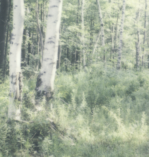 S Lawhorne Photography - Quiet Light Polaroid detail.png