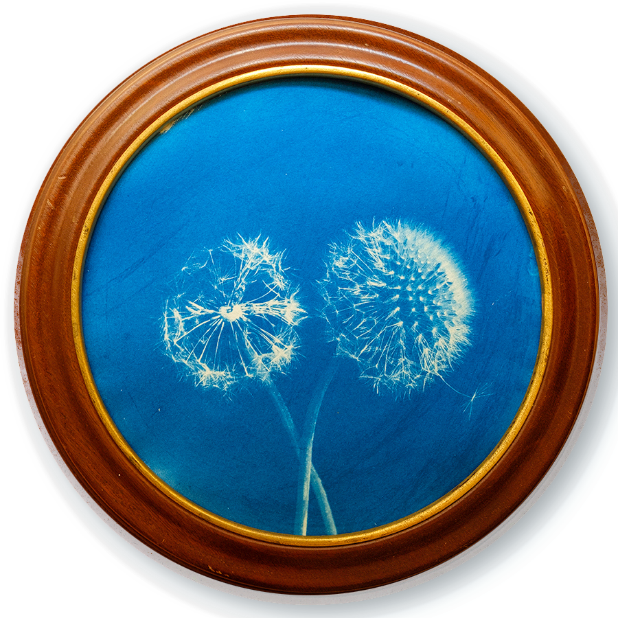 S Lawhorne Photography - Dandelion Framed transparent.png