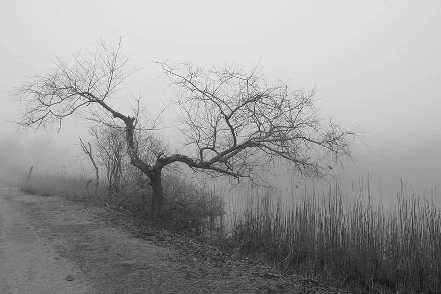 S Lawhorne Photography | narragansett-tree-in-fog-lake-canonchet.jpg