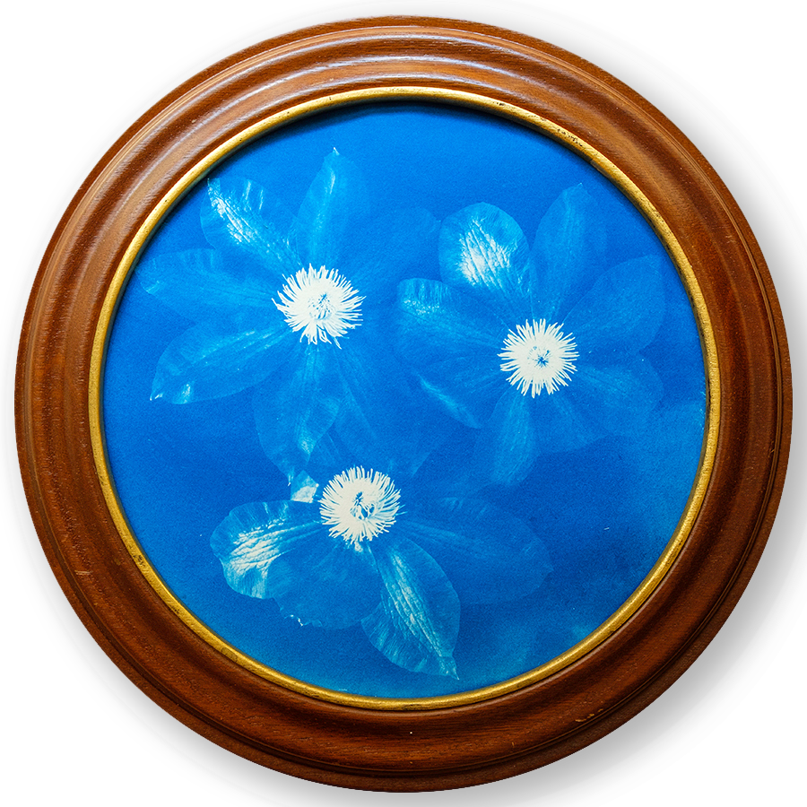 S Lawhorne Photography - Clematis Framed transparent.png