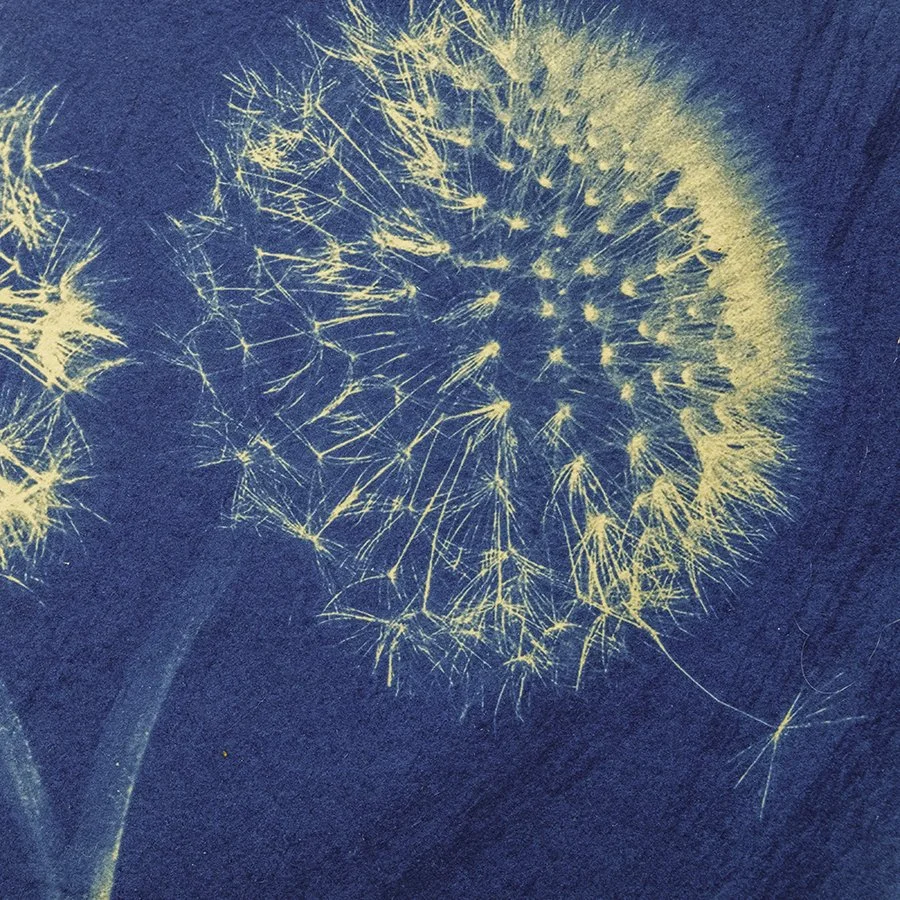 S Lawhorne Photography - Dandelion Detail.jpg