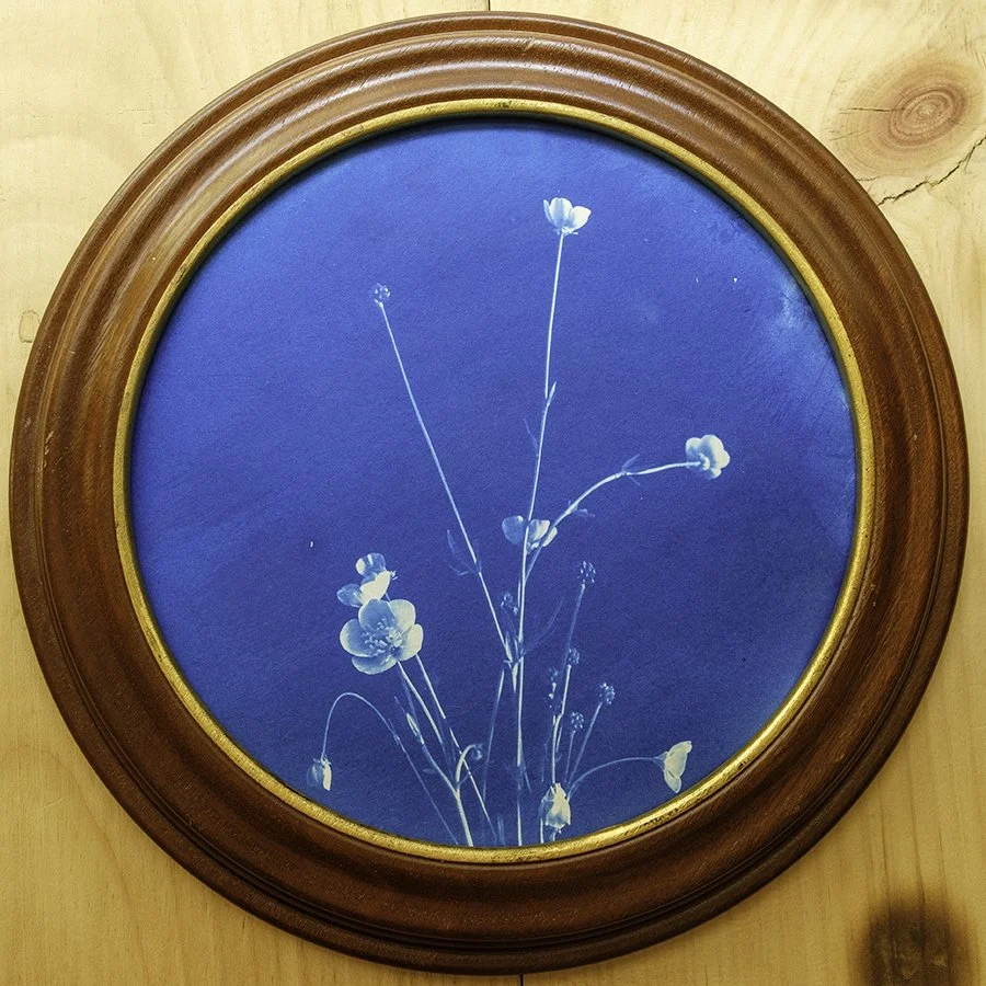 S Lawhorne Photography - Buttercup Framed.jpg