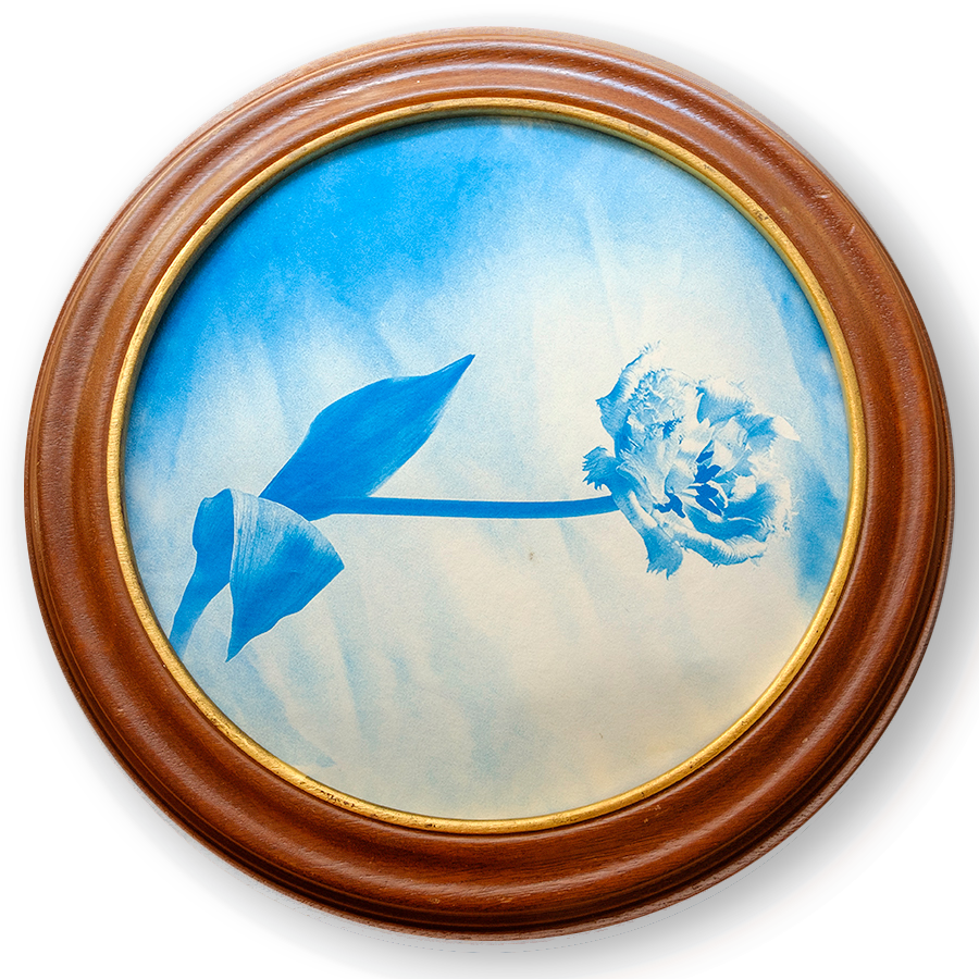 S Lawhorne Photography - Crispa Tulip Framed transparent.png