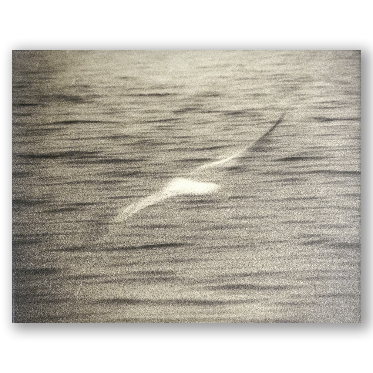 S Lawhorne Photography - Are You Ready Print transparent.png