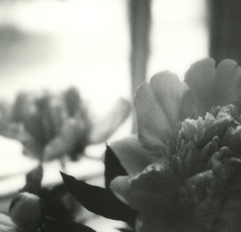 S Lawhorne Photography - Peony Bouquet i Detail.png