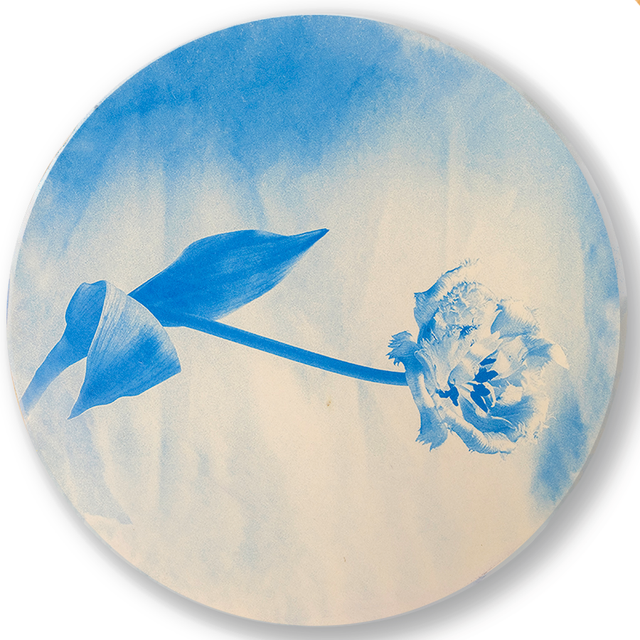 Crispa Tulip • Original Cyanotype