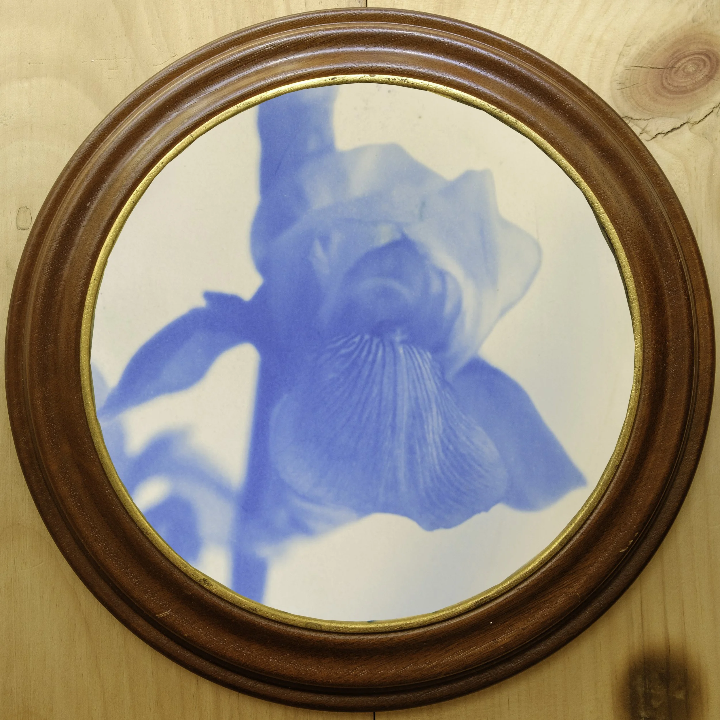 S Lawhorne Photography - Iris Framed.jpg