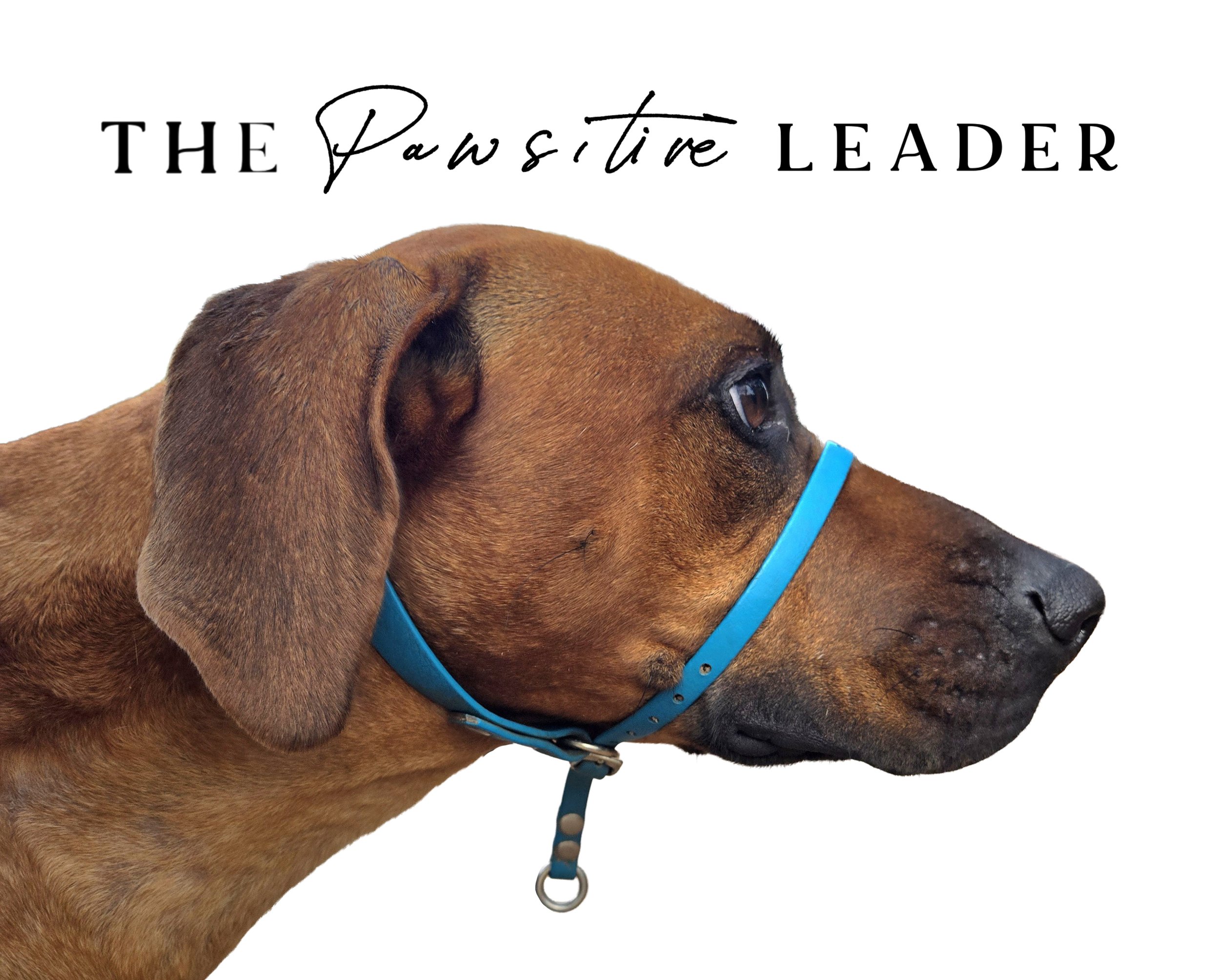The PAWS'ITIVE Leader