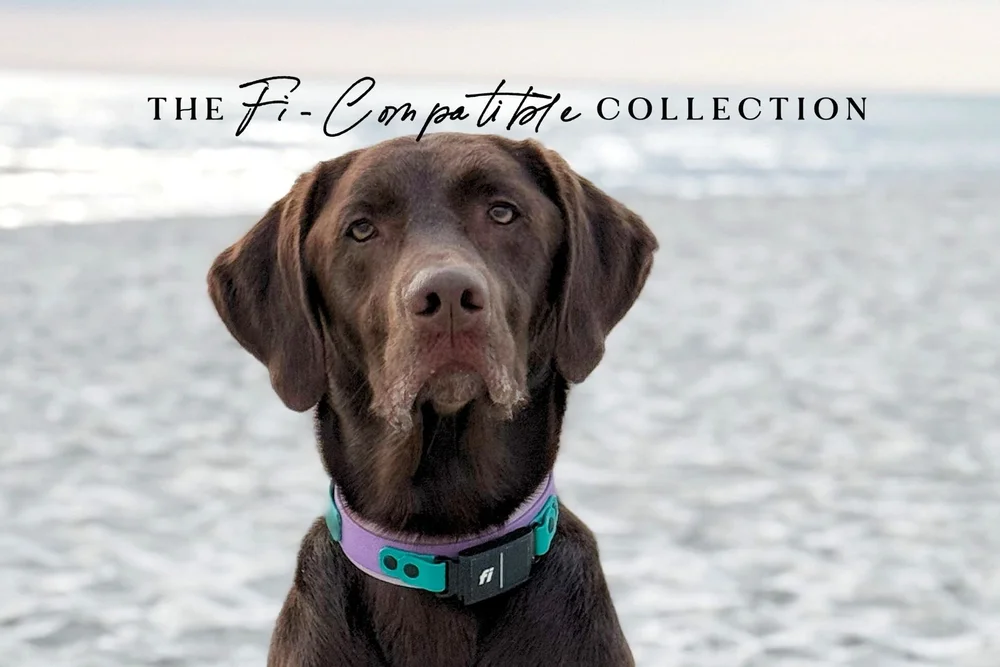 Best Custom Fi-Compatible Dog Collars Waterproof Biothane