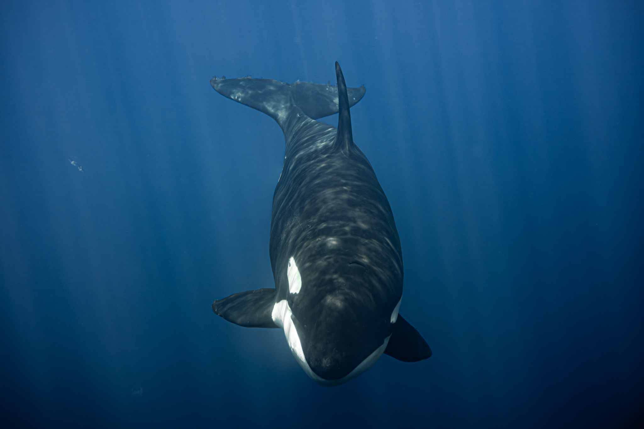 ORCA.png