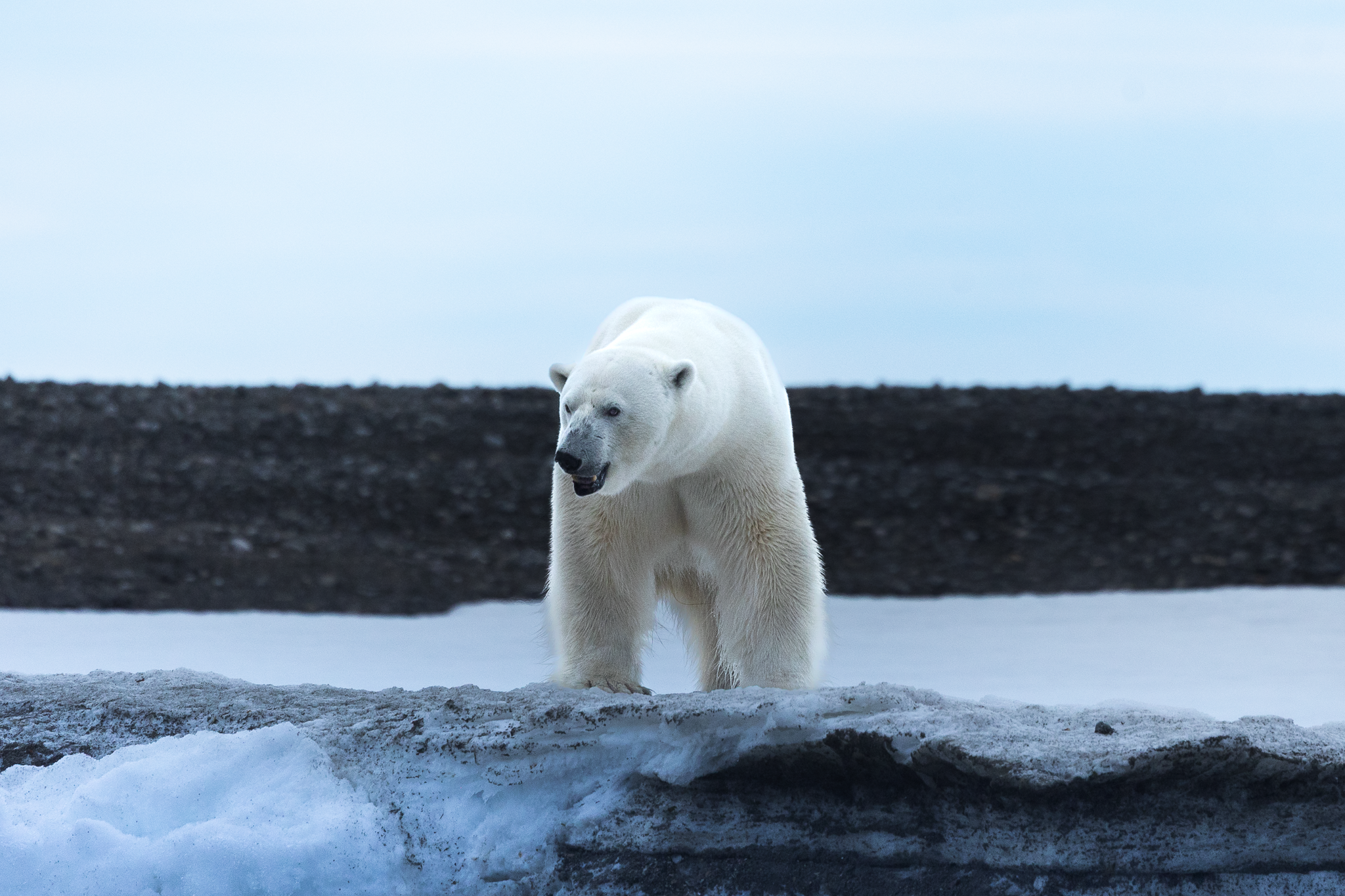 OSO POLAR.png