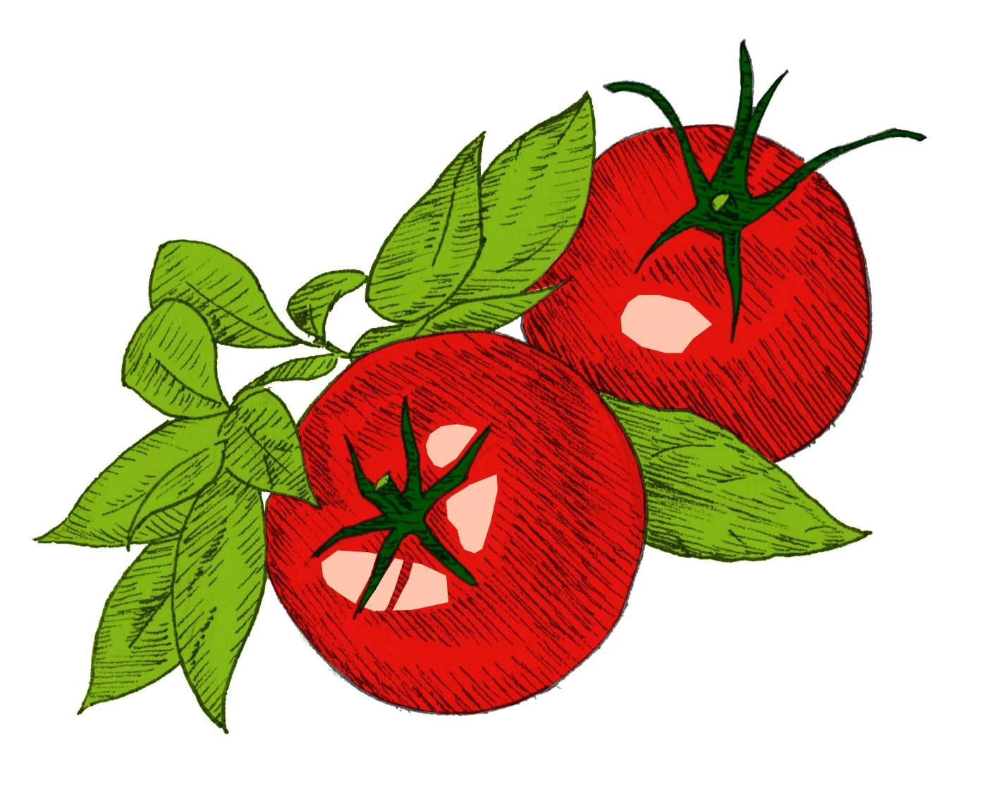 Sugo