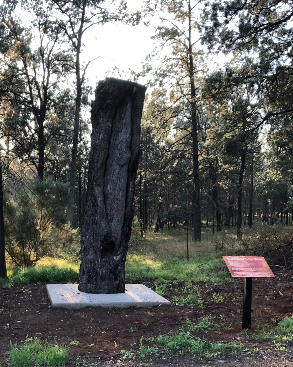 Scar Tree Relocation 