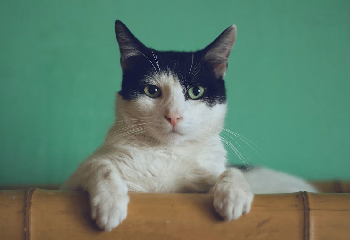 Is That Cat Feral or Just a Wandering Pet?