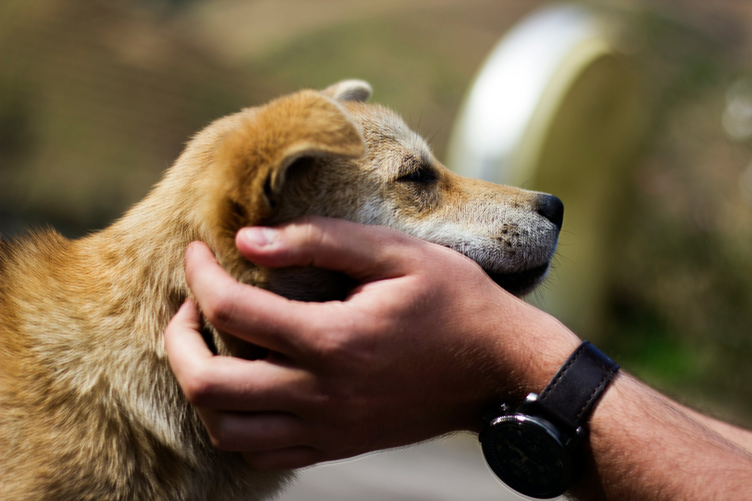 Canine Parvovirus: What do I need to know?