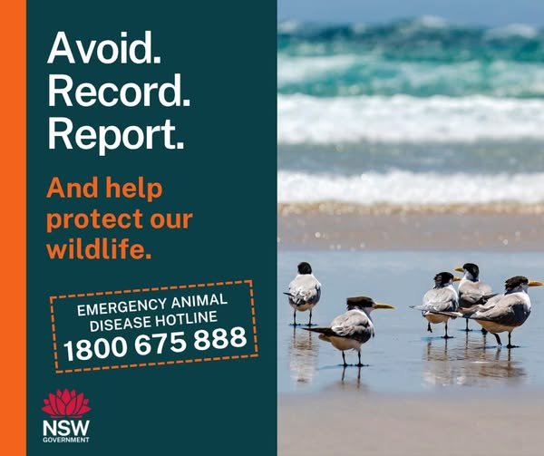Avian Influenza - NSW Government Update