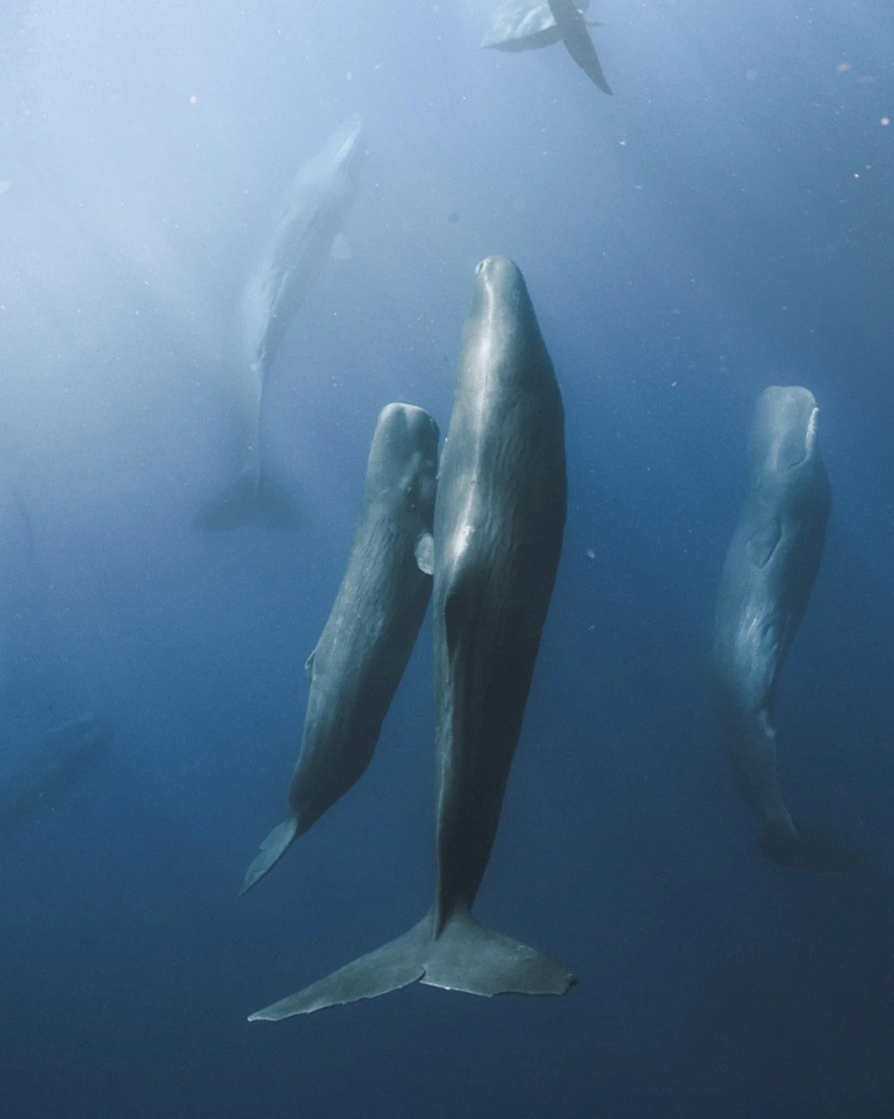 In Death, New Life: The Science And Symbolism of a Whale Fall