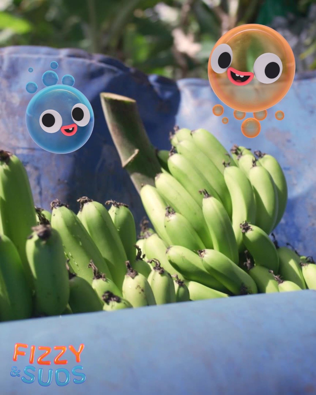 🍌✨ Fizzy &amp; Suds are back with brand new adventures &ndash; and this time, they&rsquo;re swinging into a fruity adventure with Bananas🫧🌿

We&rsquo;re so delighted this episode was filmed with the golden bunch at Bangalow Bananas!

Go bananas wi
