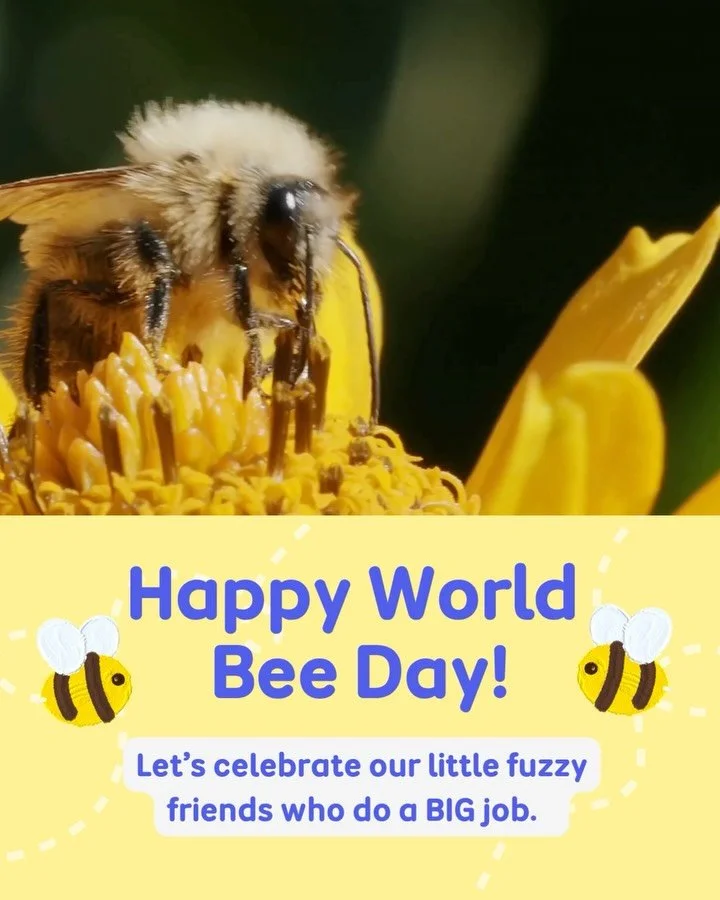 Happy World Bee Day! 🌍🍯🐝

Today we&rsquo;re celebrating our tiny, fuzzy friends who do a BIG job!

Did you know that every third bite of food we eat is thanks to bees? From crunchy apples to juicy strawberries, bees help so many of our favourite f