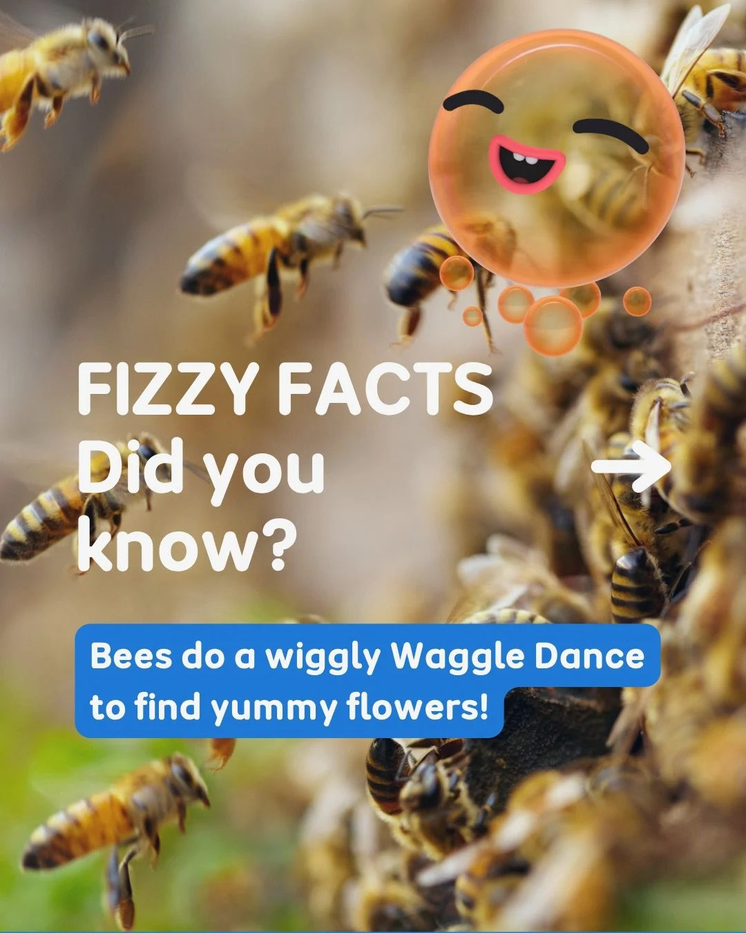 🐝 Sunday Fizzy facts for you &amp; your little ones!

Fizzy &amp; Suds are buzzing into action with a bee-filled adventure 🍯✨

Watch the Season 2 bee episode now on ABC iview!

#FizzyAndSuds #WorldBeeDay #ABCKids #BeeWeek #savethebees