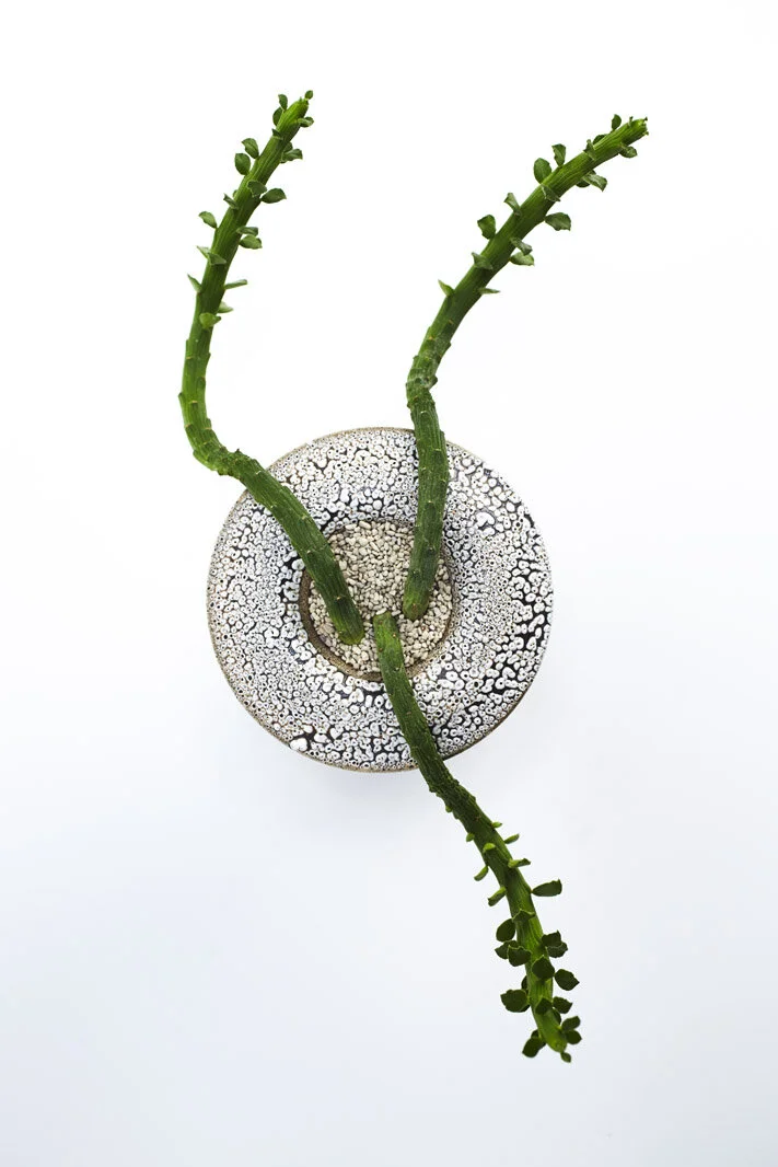 Chariots_on_Fire_Cactus_26.jpg